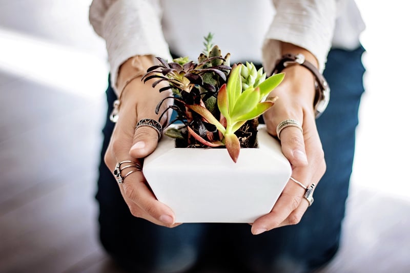 Indoor plants