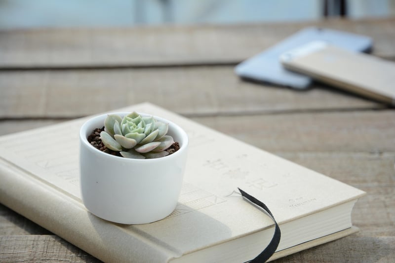 Succulent Garden